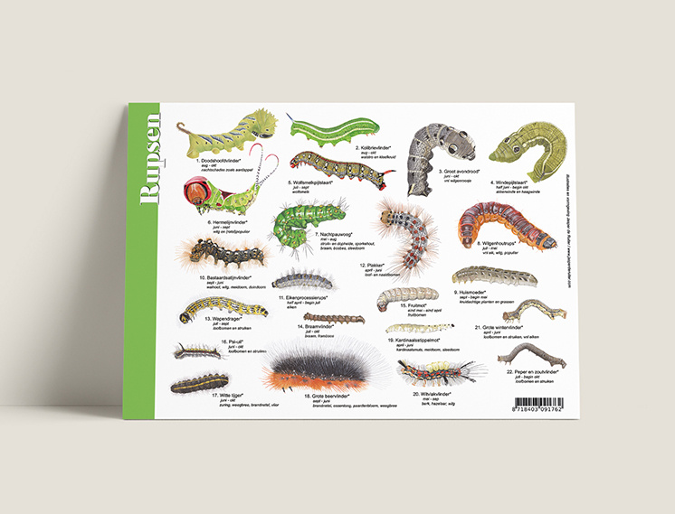 Identification Card Caterpillars