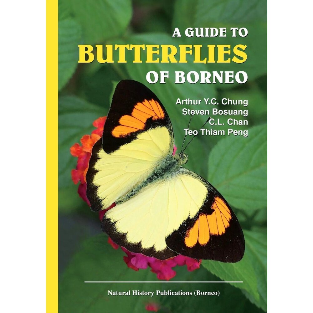 a-guide-to-butterflies-of-