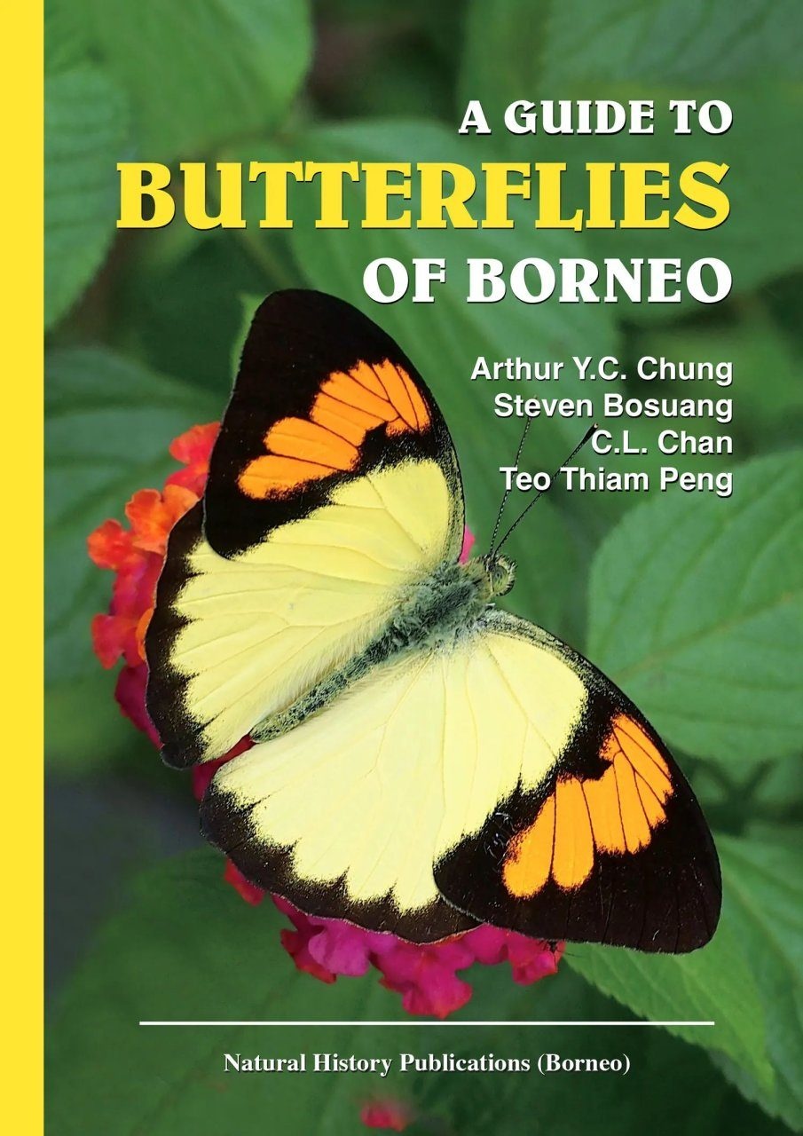 ボルネオの蝶 第2巻　Butterflies of Borneo, vol.2 Amazon.co.jp: ボルネオの蝶 第2巻/シジミチョウ科
