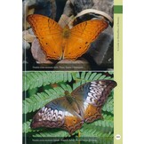 A Guide to Butterflies of Borneo - Veldshop.nl