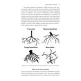 Treewilding - Our Past, Present and Future Relationship with Forests