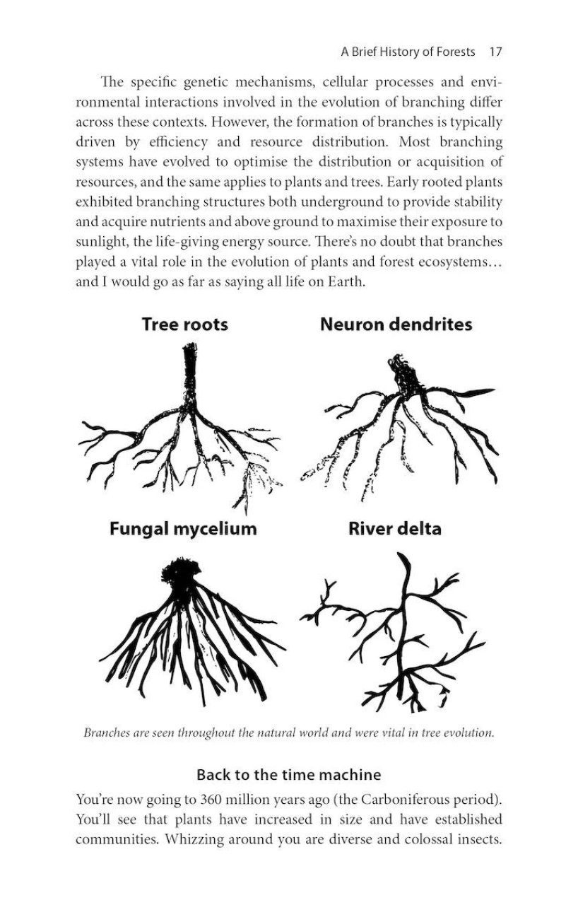 Treewilding - Our Past, Present and Future Relationship with Forests