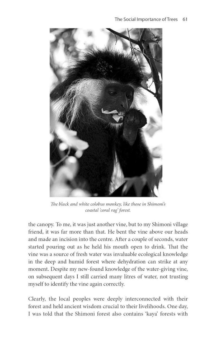 Treewilding - Our Past, Present and Future Relationship with Forests