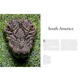 Crocodiles, Alligators & Lizards: From Black Caimans to Komodo Dragons