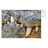 Crocodiles, Alligators & Lizards: From Black Caimans to Komodo Dragons