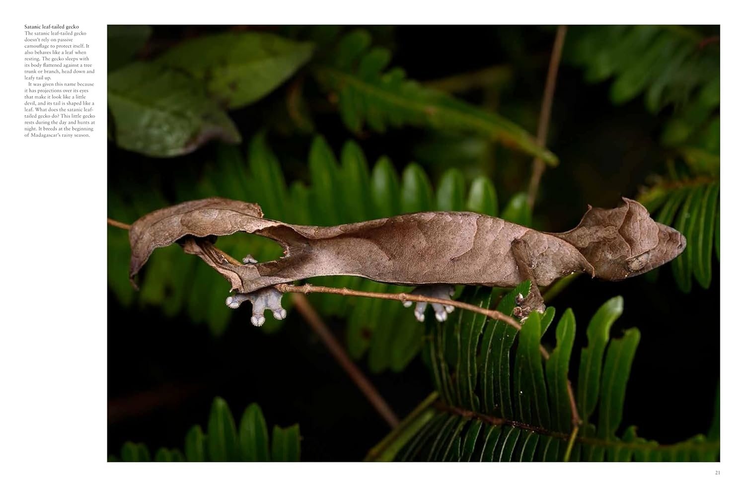 Crocodiles, Alligators & Lizards: From Black Caimans to Komodo Dragons