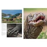 Crocodiles, Alligators & Lizards: From Black Caimans to Komodo Dragons