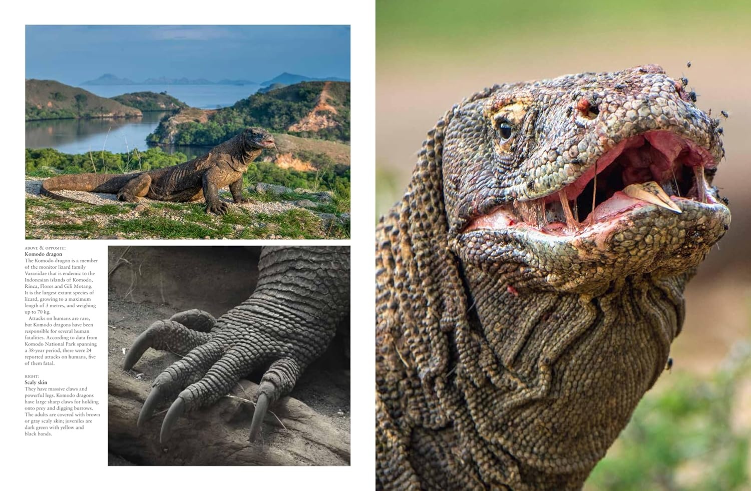 Crocodiles, Alligators & Lizards: From Black Caimans to Komodo Dragons