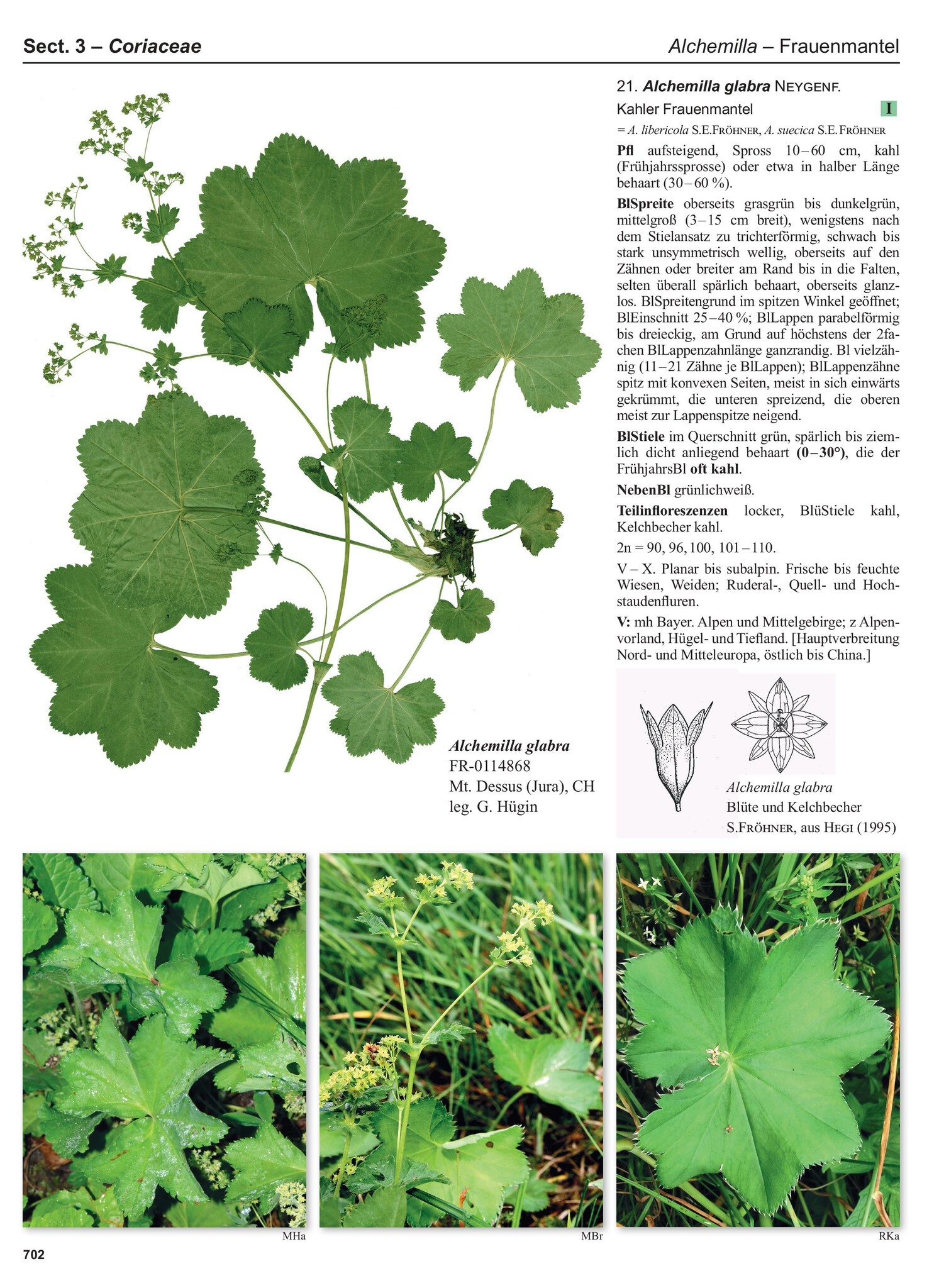 Flora Germanica Alle Farn- und Blütenpflanzen Deutschlands in Text und Bild - Band 3 - Kritische Gattungen 1