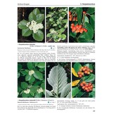 Flora Germanica Alle Farn- und Blütenpflanzen Deutschlands in Text und Bild - Band 3 - Kritische Gattungen 1