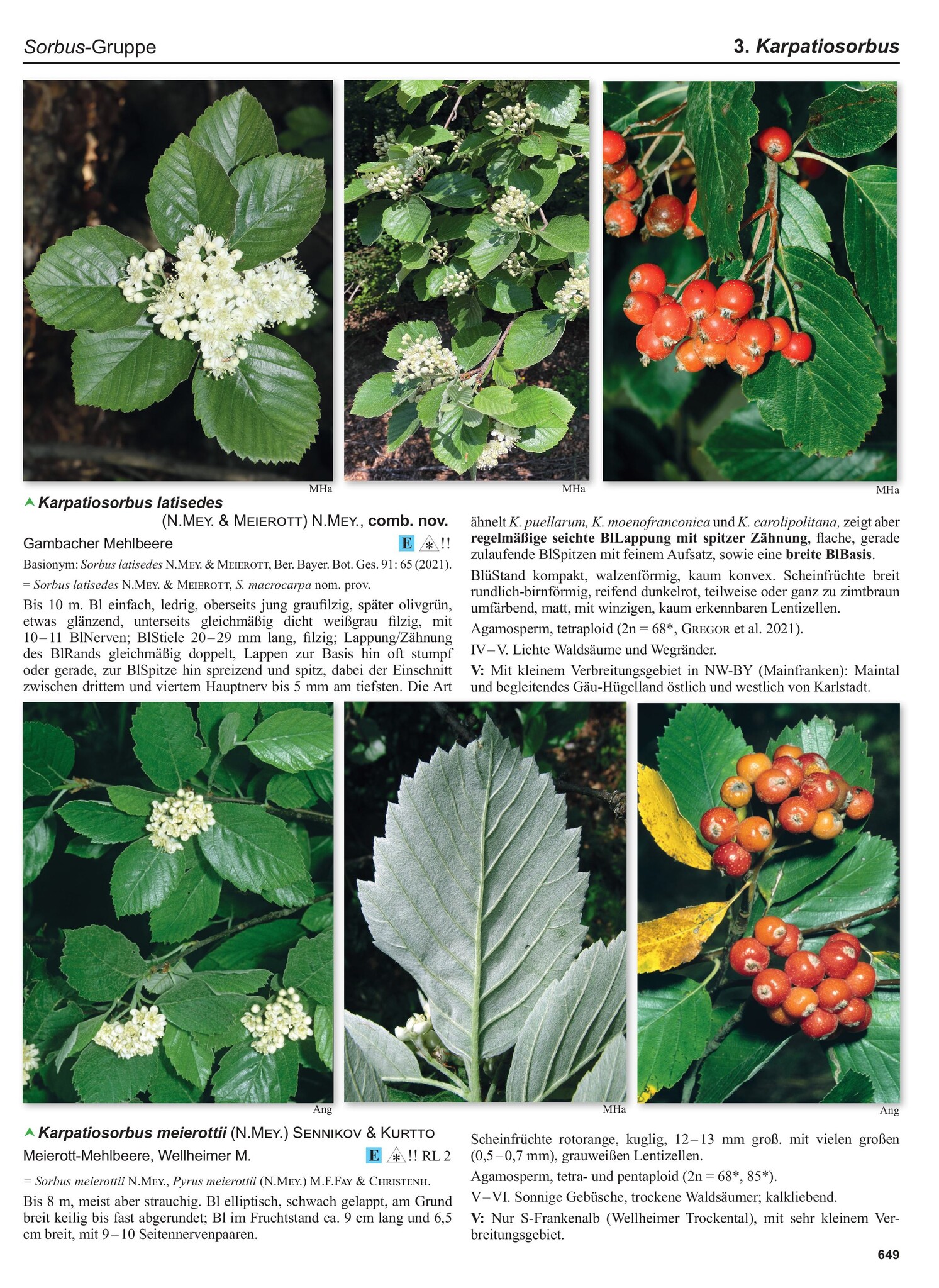 Flora Germanica Alle Farn- und Blütenpflanzen Deutschlands in Text und Bild - Band 3 - Kritische Gattungen 1