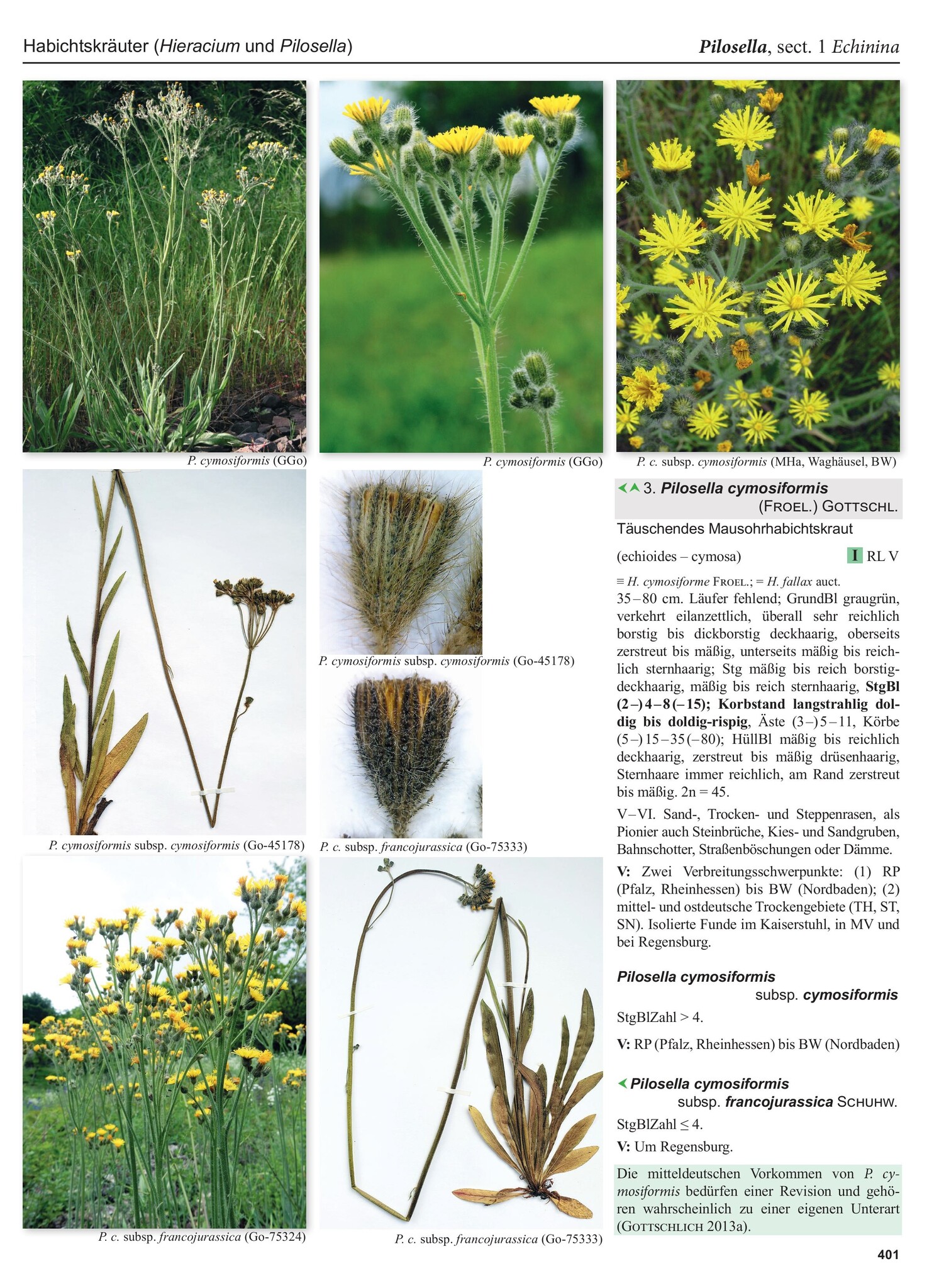 Flora Germanica Alle Farn- und Blütenpflanzen Deutschlands in Text und Bild - Band 3 - Kritische Gattungen 1