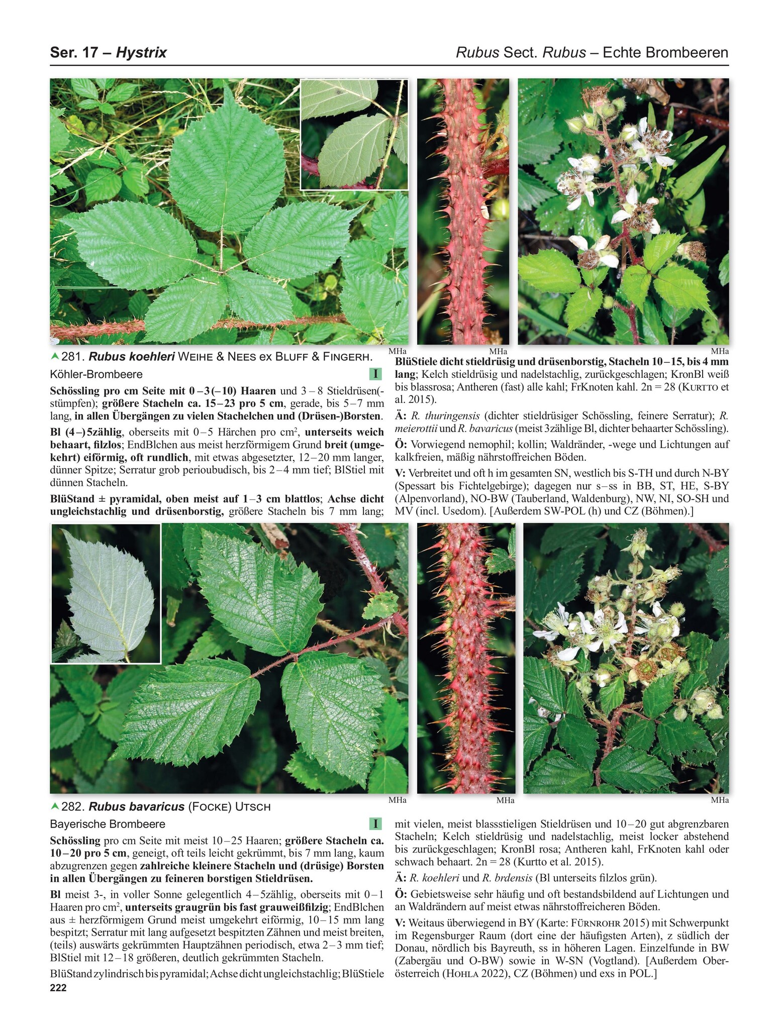 Flora Germanica Alle Farn- und Blütenpflanzen Deutschlands in Text und Bild - Band 3 - Kritische Gattungen 1