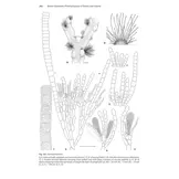 Brown Seaweeds (Phaeophyceae) of Britain and Ireland