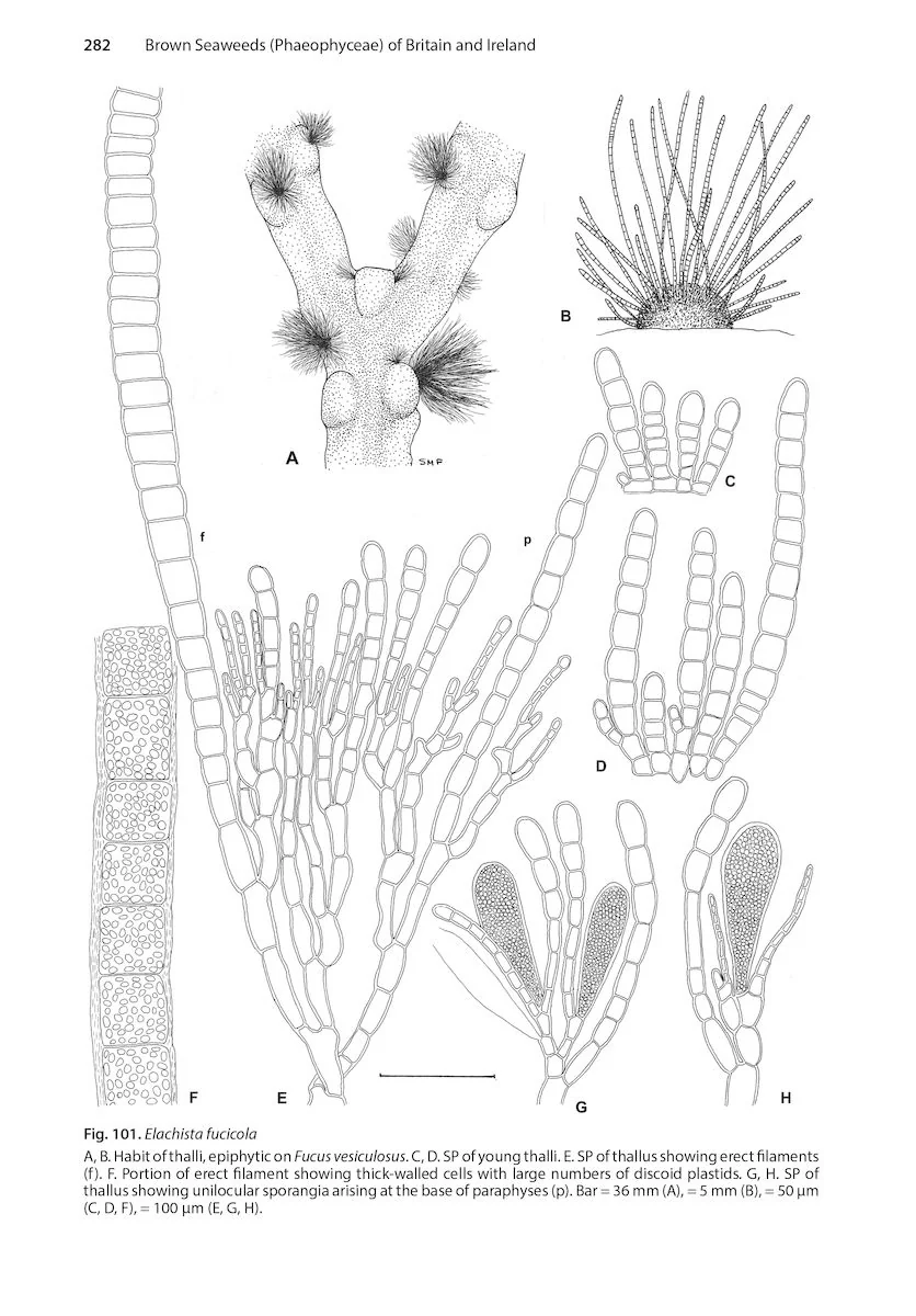 Brown Seaweeds (Phaeophyceae) of Britain and Ireland