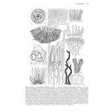 Brown Seaweeds (Phaeophyceae) of Britain and Ireland