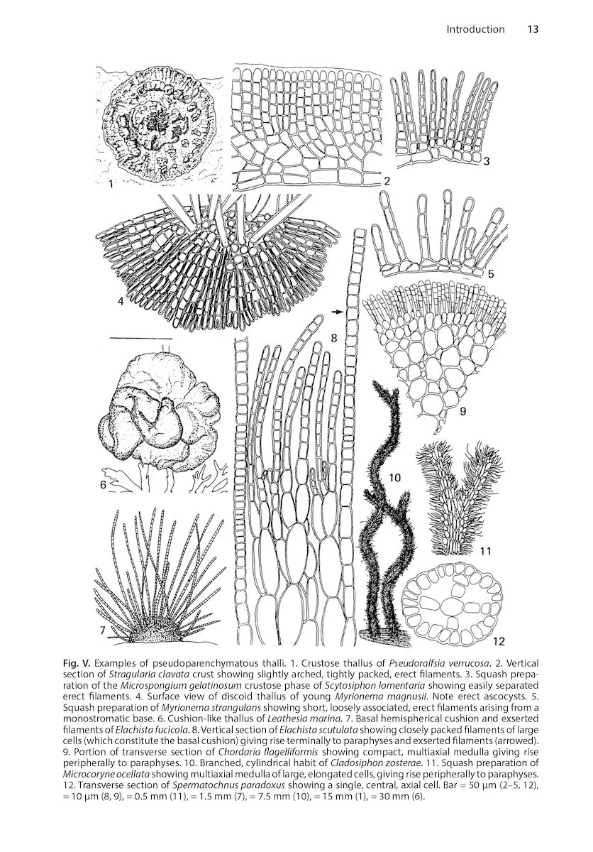 Brown Seaweeds (Phaeophyceae) of Britain and Ireland
