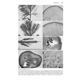 Brown Seaweeds (Phaeophyceae) of Britain and Ireland