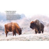 Begrazing in Nederlandse en Vlaamse natuurgebieden - Praktijk en achtergronden