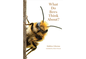 What Do Bees Think About?