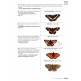 Veldgids Dagvlinders Compleet voor NW-Europa - 150 soorten - veldkenmerken