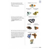 Veldgids Dagvlinders Compleet voor NW-Europa - 150 soorten - veldkenmerken
