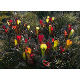 Plants of the Lost World