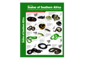 Slangen van Zuidelijk Afrika