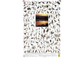 Roofvogels van Zuidelijk Afrika Poster