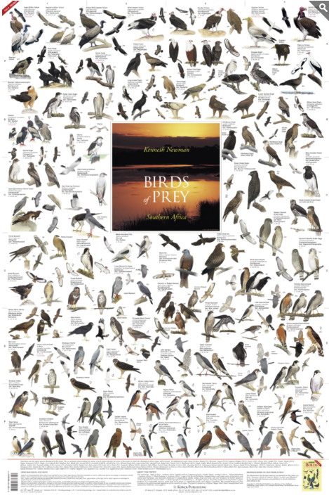 Birds of Prey of Southern Africa Poster