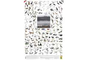 Inland Waterbirds of Southern Africa Poster