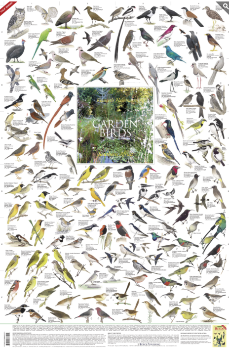 Gartenvögel des südlichen Afrikas Poster