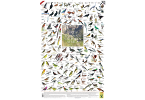 Birds Endemic to Southern Africa Poster