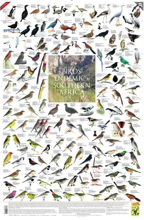 Endemische vogels in Zuidelijk Afrika Poster