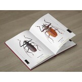 The Prionids of the World I - Illustrated catalogue of the Beetles