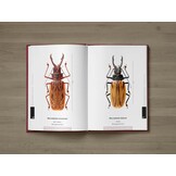 The Prionids of the World I - Illustrated catalogue of the Beetles