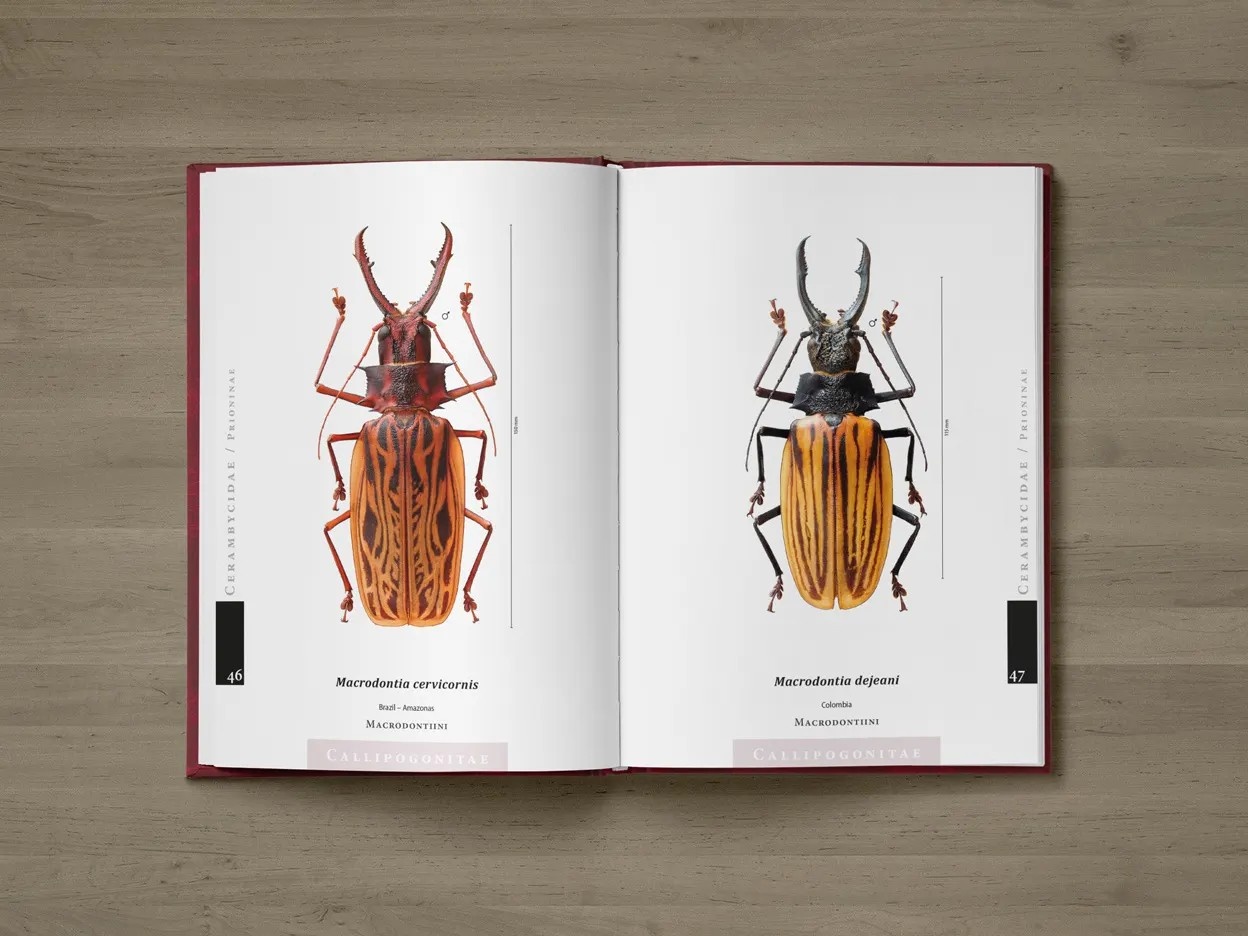 The Prionids of the World I - Illustrated catalogue of the Beetles