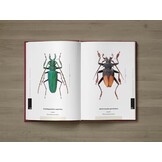 The Prionids of the World I - Illustrated catalogue of the Beetles