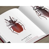 The Prionids of the World I - Illustrated catalogue of the Beetles