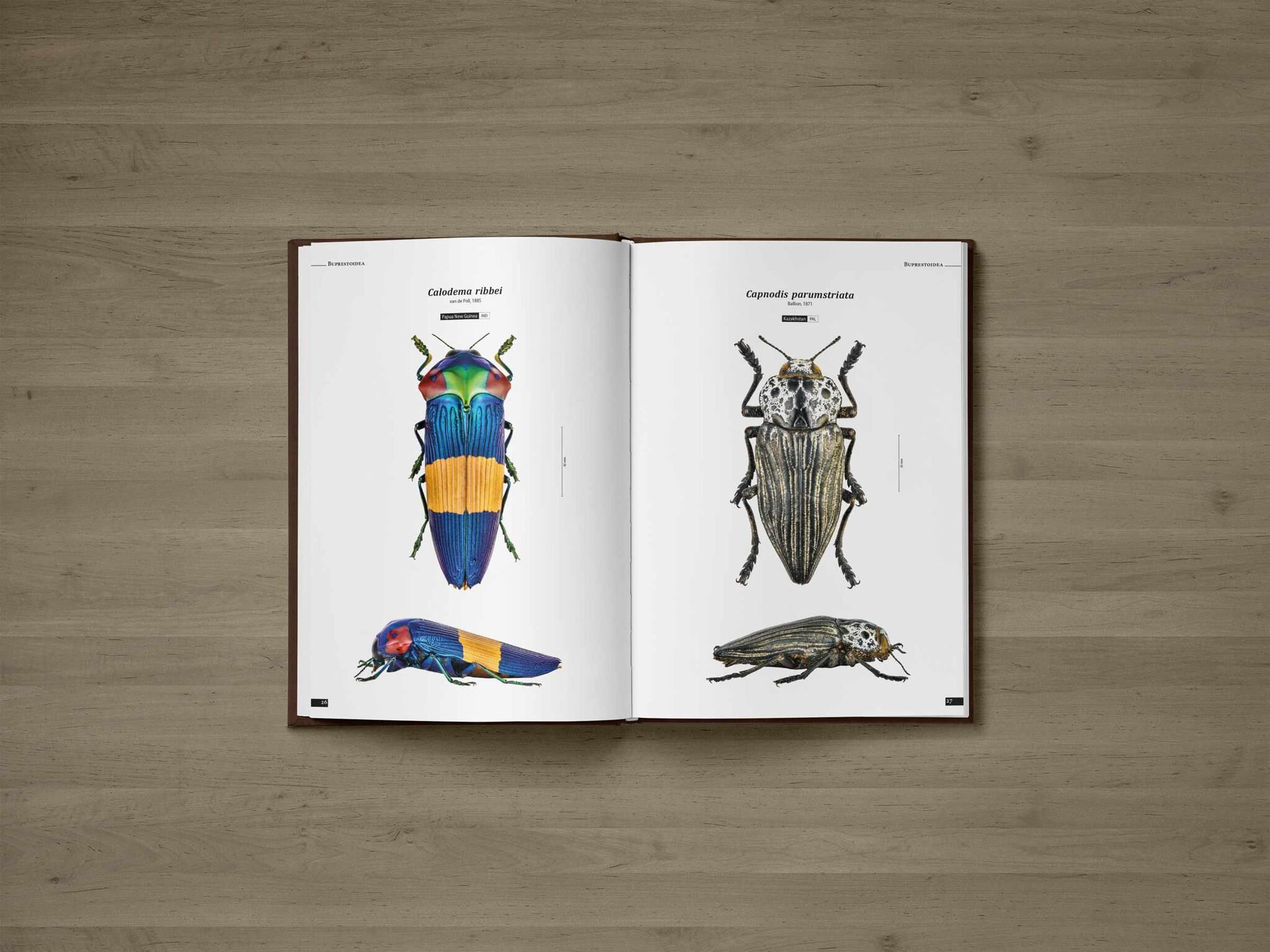 Jewel Beetles of the World - Illustrated guide to the Superfamily Buprestoidea