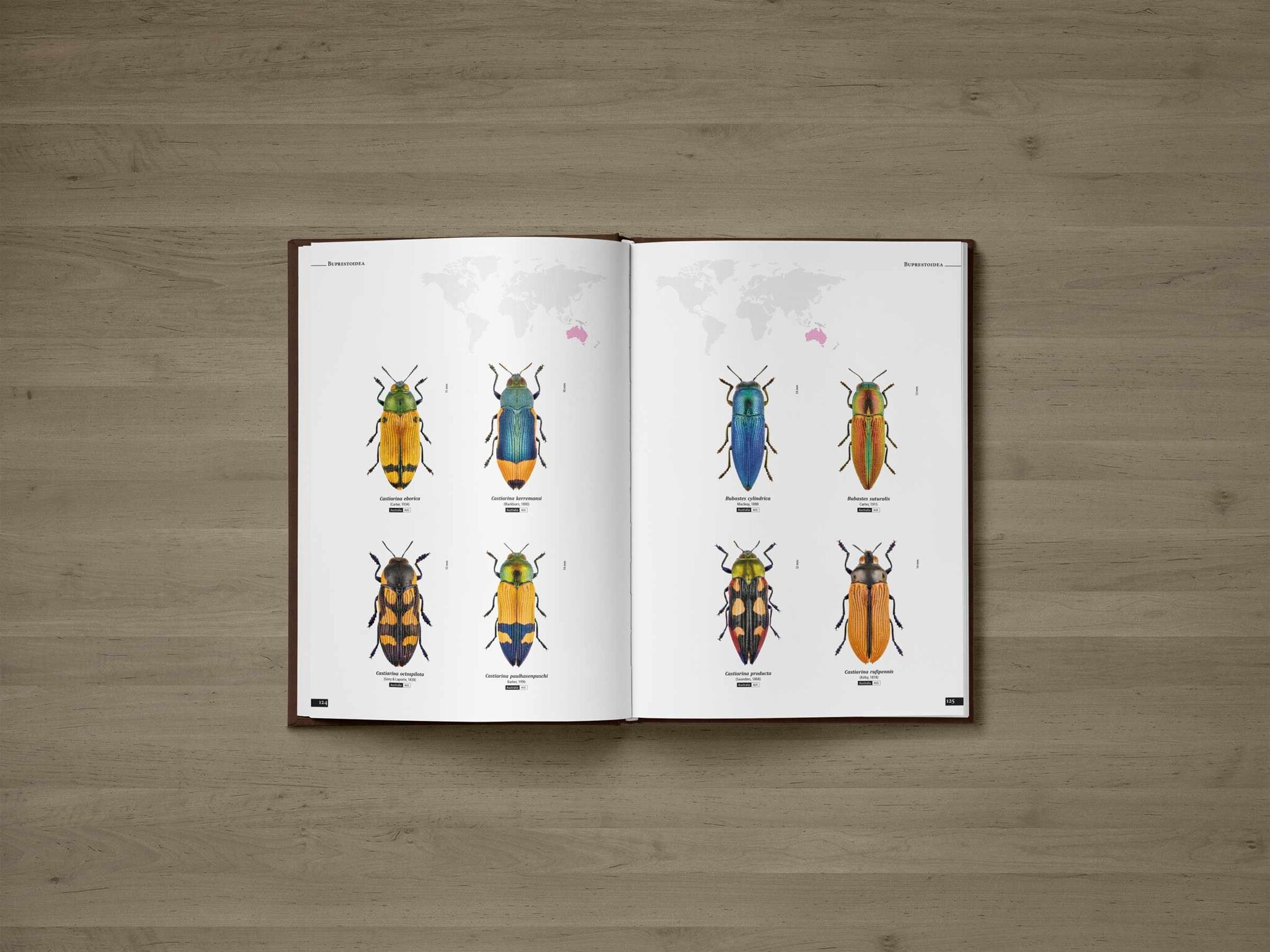 Jewel Beetles of the World - Illustrated guide to the Superfamily Buprestoidea