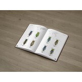 Jewel Beetles of the World - Illustrated guide to the Superfamily Buprestoidea