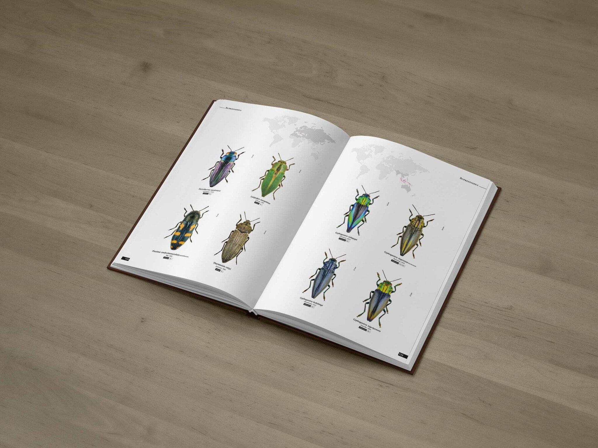 Jewel Beetles of the World - Illustrated guide to the Superfamily Buprestoidea
