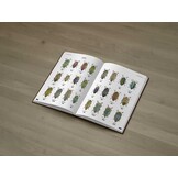 Jewel Beetles of the World - Illustrated guide to the Superfamily Buprestoidea