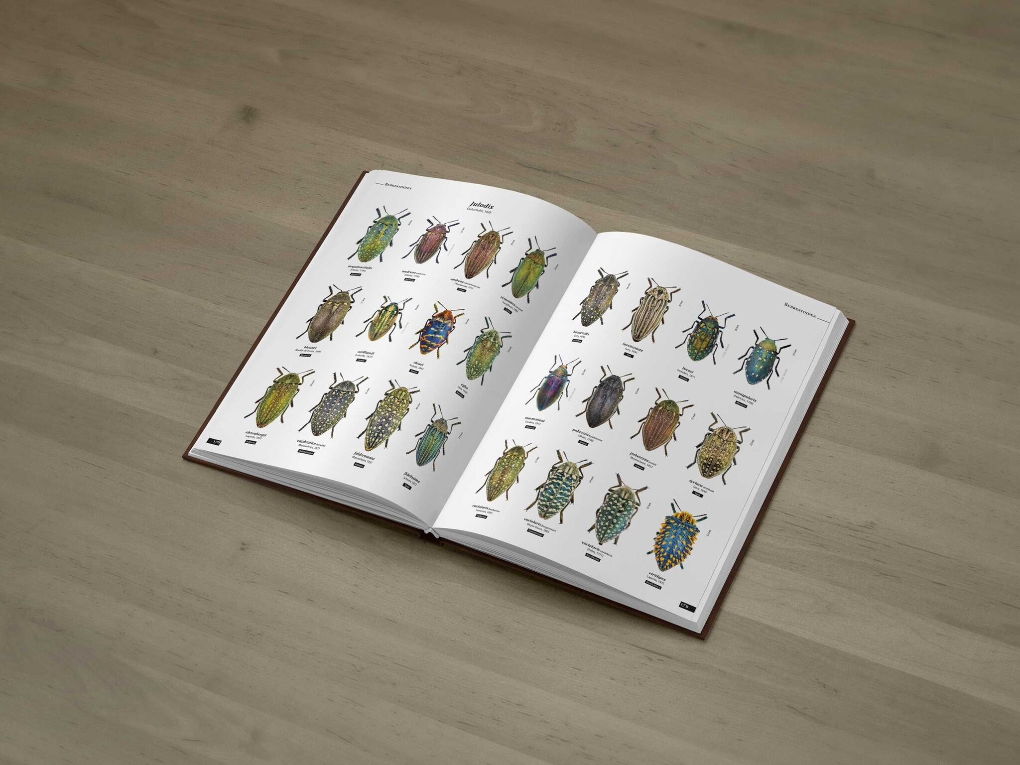 Jewel Beetles of the World - Illustrated guide to the Superfamily Buprestoidea