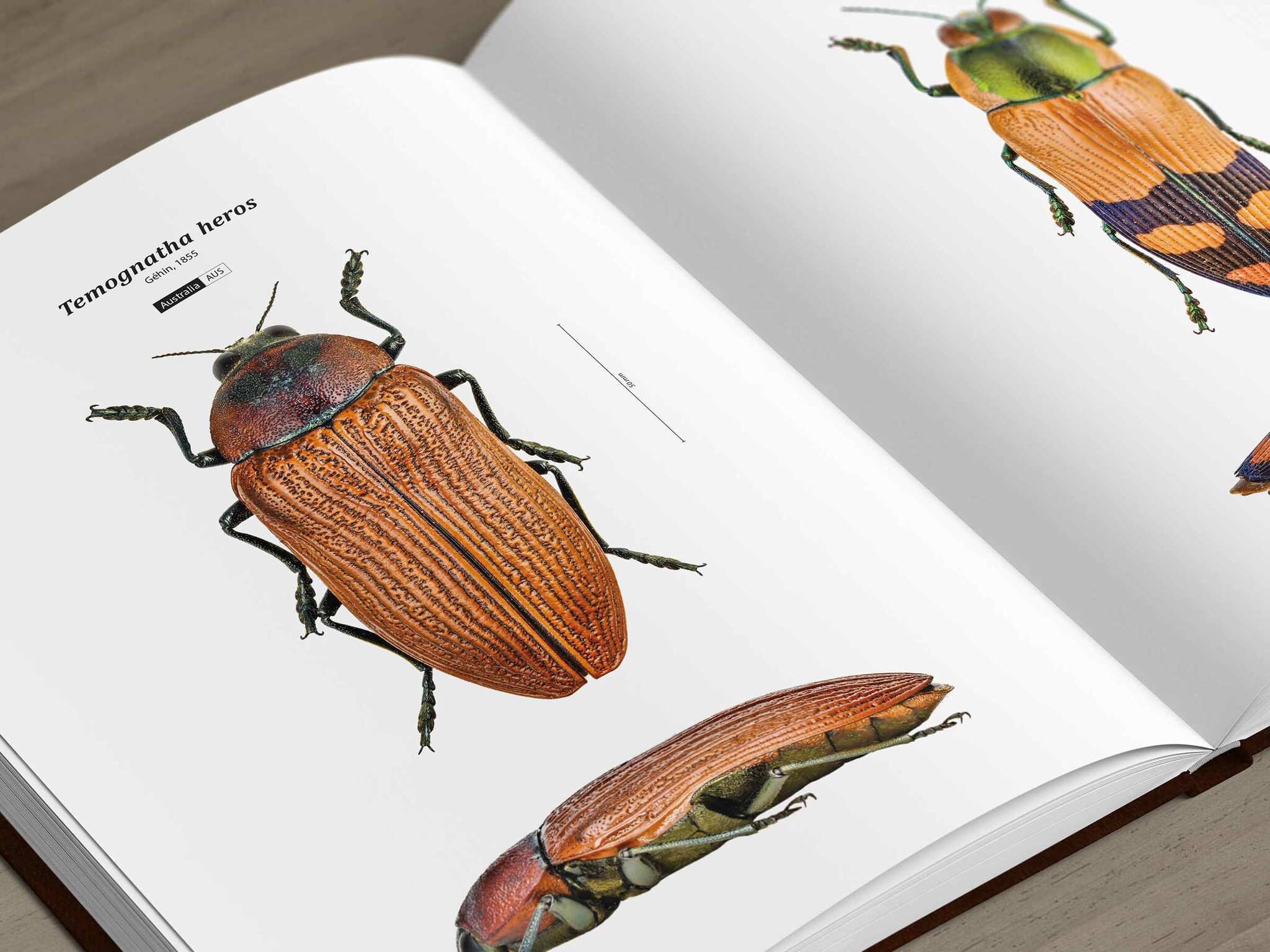 Jewel Beetles of the World - Illustrated guide to the Superfamily Buprestoidea