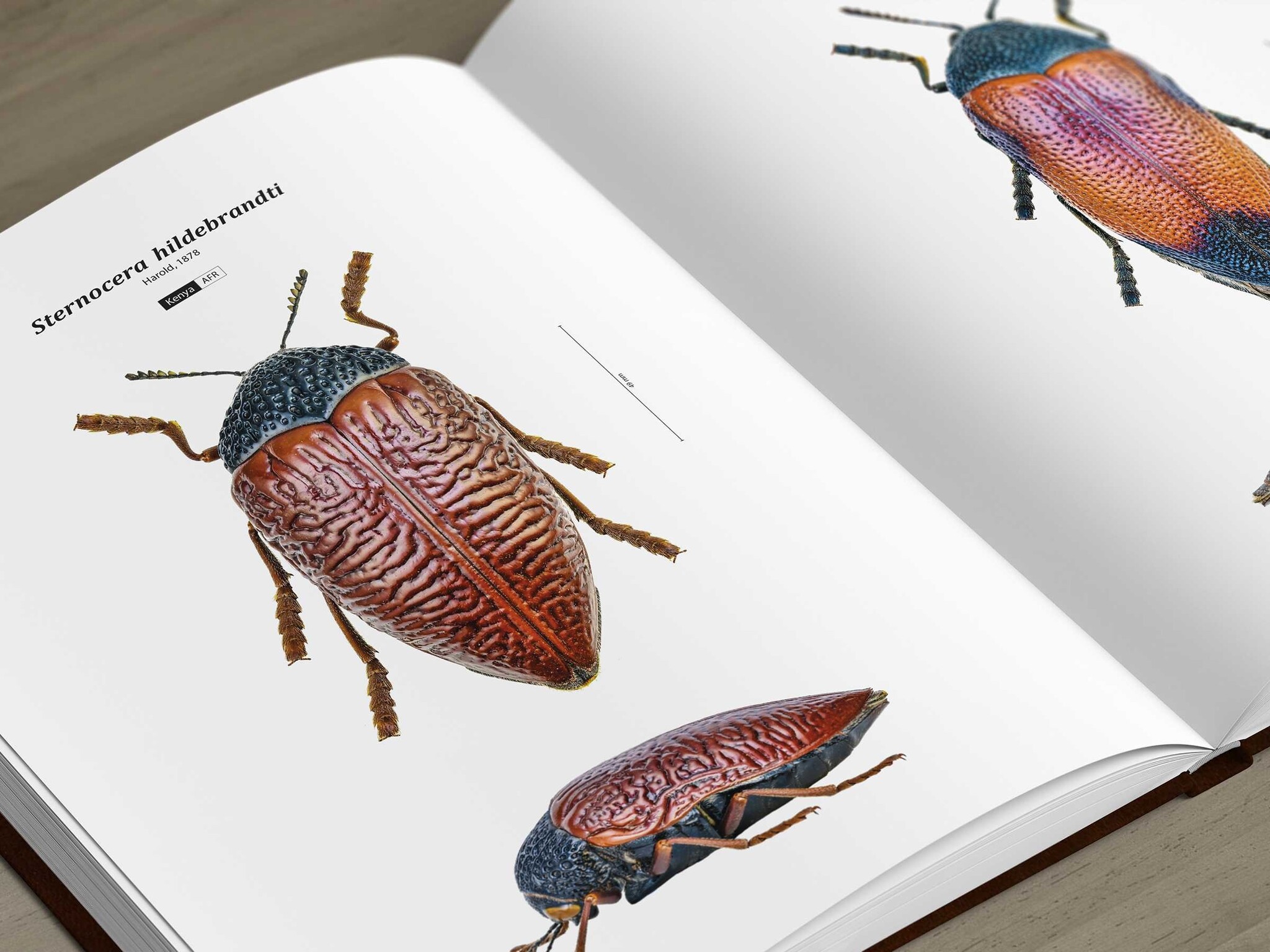 Jewel Beetles of the World - Illustrated guide to the Superfamily Buprestoidea