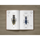 Tiger Beetles of Africa Vol. 1 - Geographical guide to the family Cicindelidae