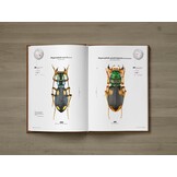 Tiger Beetles of Africa Vol. 1 - Geographical guide to the family Cicindelidae