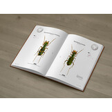 Tiger Beetles of Africa Vol. 1 - Geographical guide to the family Cicindelidae